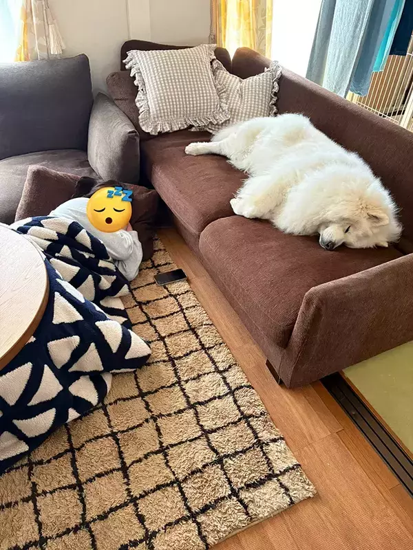 ソファで寝るサモエド　床にいたのは…「笑った」「何も間違っていない」