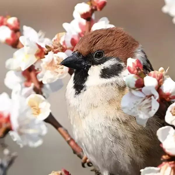 『春の訪れ』を教えてくれるスズメ　その姿に「素敵な1枚」「ニッコリした」