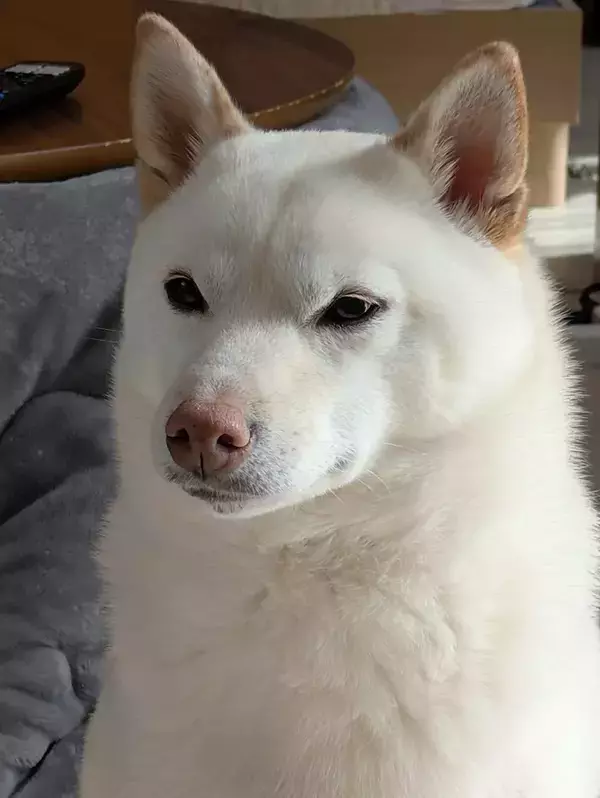 予防接種を察した柴犬　見せた表情に「覚悟決まっている」「笑っちゃった」