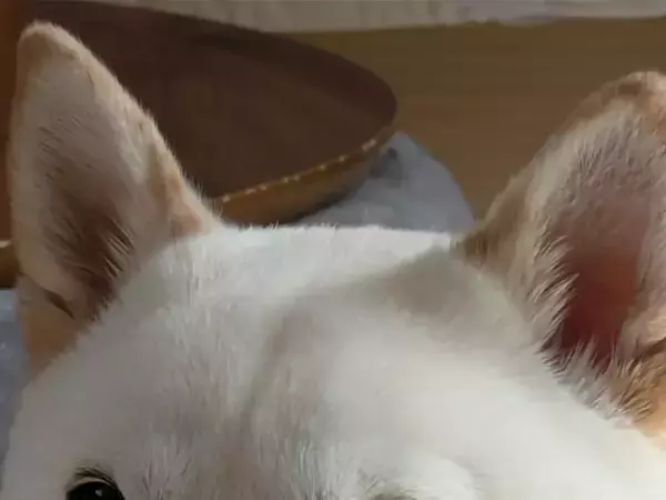 予防接種を察した柴犬　見せた表情に「覚悟決まっている」「笑っちゃった」