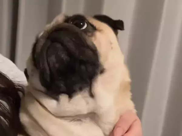 首を傾げて飼い主の言葉に反応する愛犬　『まさかの1位』に「爆笑した」「一体何があるの？」