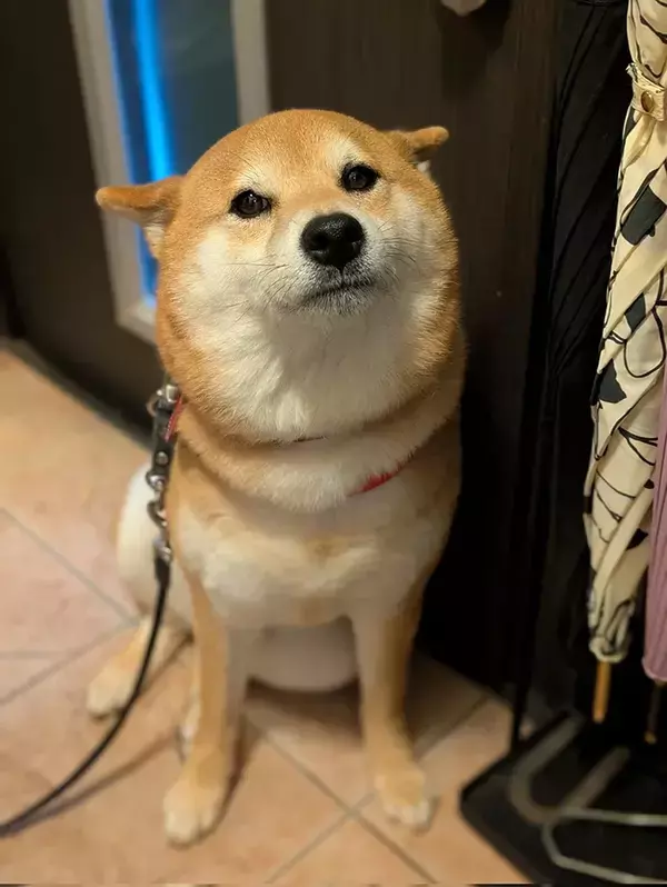 散歩が待ちきれない柴犬　楽しみすぎて『耳』が…「めちゃかわ」「ワクワクだね」