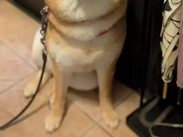 散歩が待ちきれない柴犬　楽しみすぎて『耳』が…「めちゃかわ」「ワクワクだね」