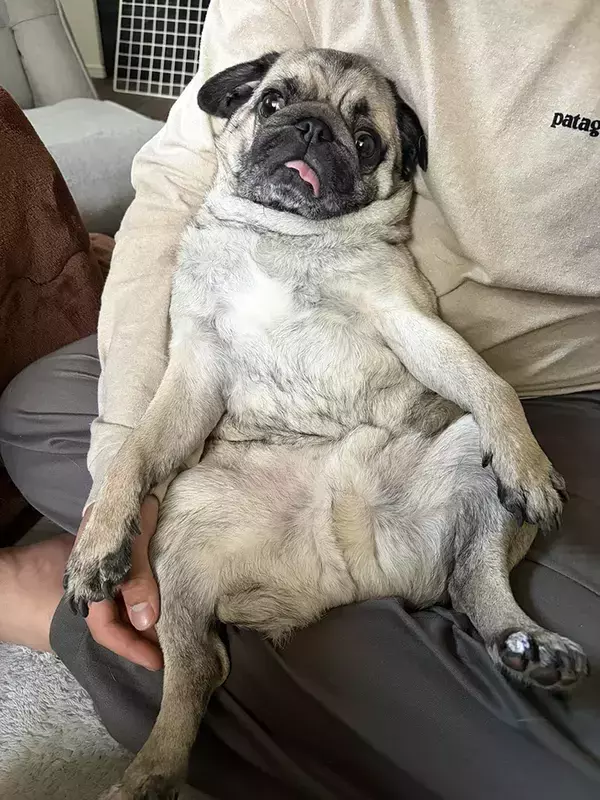 ドッグランでキラキラ笑顔のパグ、家に帰ると…　比較写真に「本当に同じ犬？」「笑った」