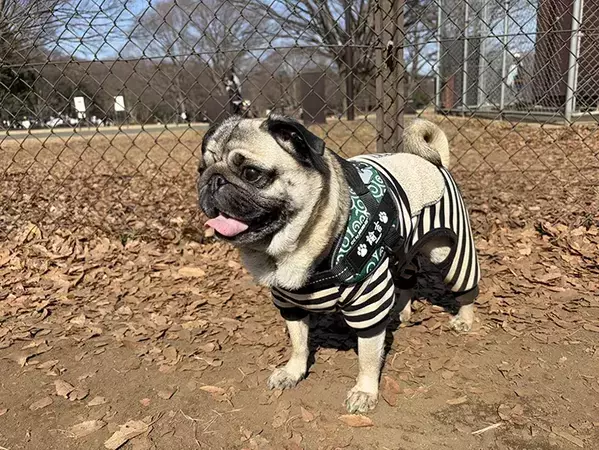 ドッグランでキラキラ笑顔のパグ、家に帰ると…　比較写真に「本当に同じ犬？」「笑った」