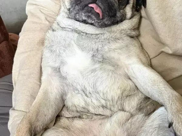 ドッグランでキラキラ笑顔のパグ、家に帰ると…　比較写真に「本当に同じ犬？」「笑った」