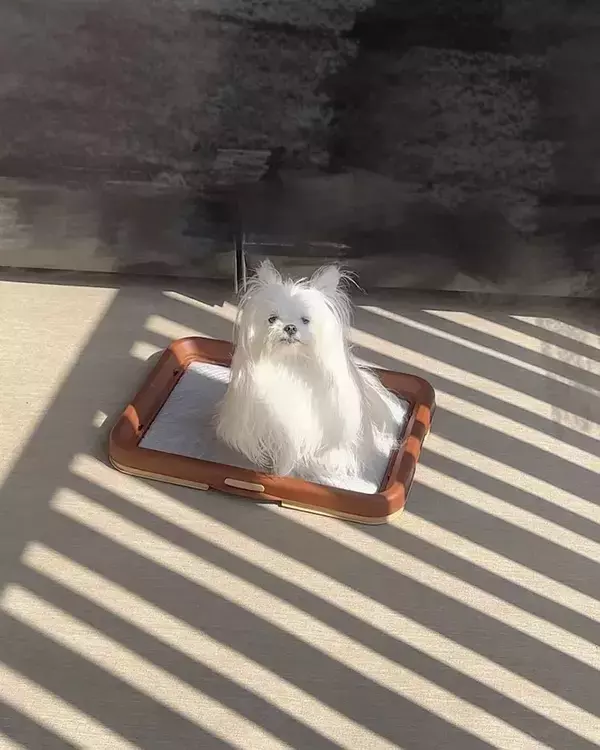 「なぜ犬をベランダに出しますか…」　愛犬の表情に「笑った」「切り干されたよう」