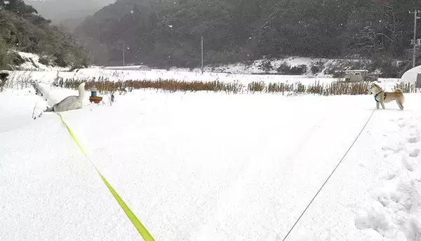 ドブに落ちたハスキーと見つめる柴犬　雪の日の１枚に「笑った」「シュールすぎる」