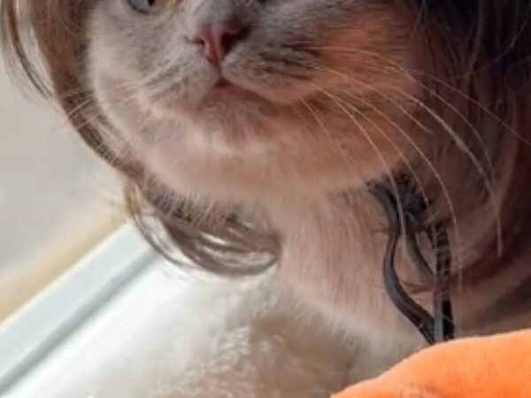 「え…誰！？」　ウィッグでイメチェンした猫を見た、ほかの猫の『リアクション』に「声出して笑った」