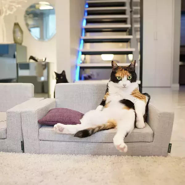 猫用ソファに座る姿が…？　2枚の写真に「人間かと思った」「どういう顔ー！」