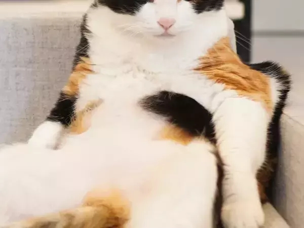 猫用ソファに座る姿が…？　2枚の写真に「人間かと思った」「どういう顔ー！」