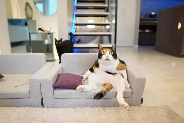 猫用ソファに座る姿が…？　2枚の写真に「人間かと思った」「どういう顔ー！」