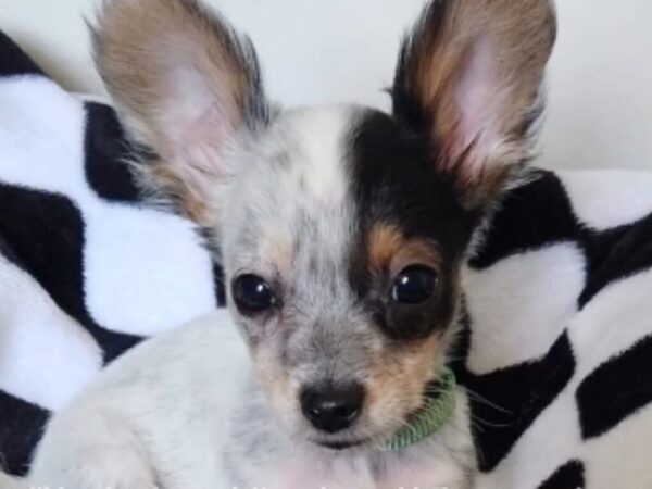 「チワワだから大きくなりません」と言われた犬　現在の姿にびっくり「犬の宝くじに当たったね」