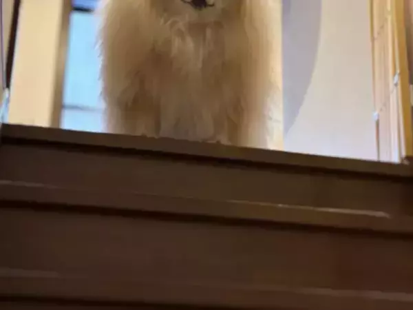 二度寝から起きてきたポメラニアン　階段上からの姿が『ラスボスの風格』　