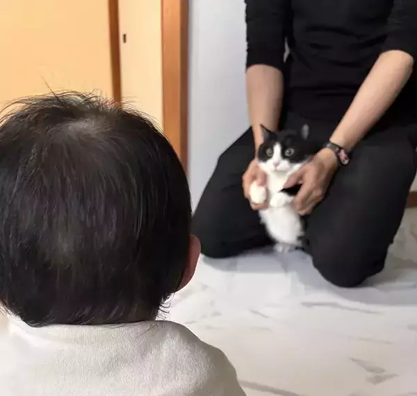 赤ちゃんと初対面の猫　3コマのオチに「そっちかーい！」「かわいいが渋滞」