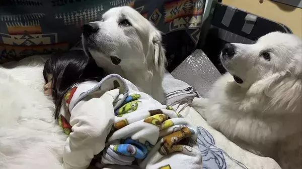 スヤスヤ眠る３歳児を見守る２匹　物音がすると？「完全に親の顔」「笑った」