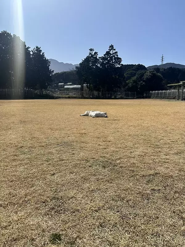 だだっ広いドッグランでハスキーが？　思わぬ過ごし方に「ある意味、最高の贅沢」