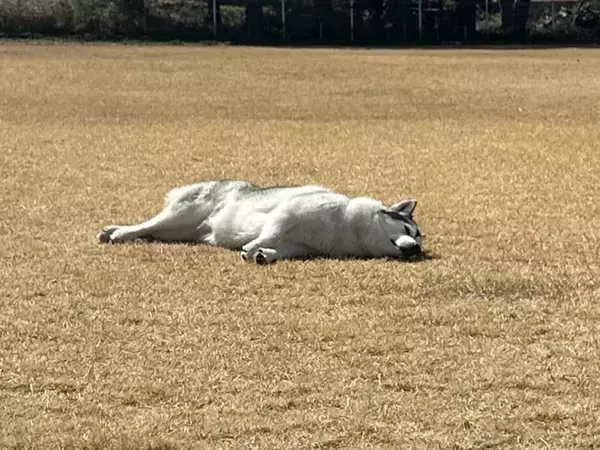 だだっ広いドッグランでハスキーが？　思わぬ過ごし方に「ある意味、最高の贅沢」