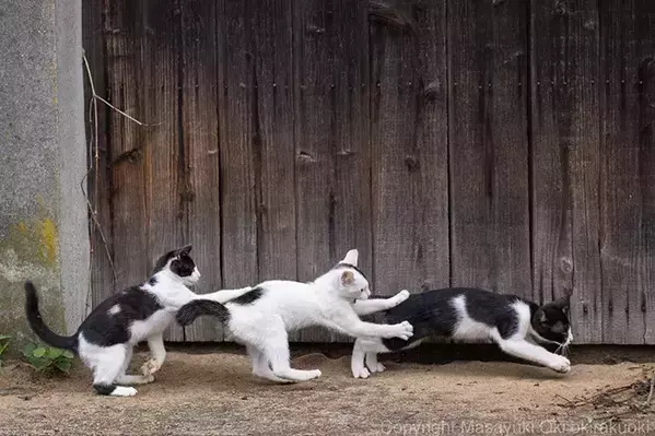 『おおきなかぶ』のワンシーンのよう！　３匹の子猫が遊んでいたら偶然？