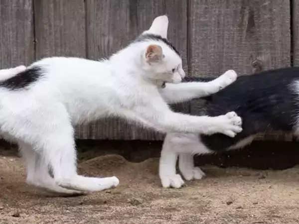 『おおきなかぶ』のワンシーンのよう！　３匹の子猫が遊んでいたら偶然？