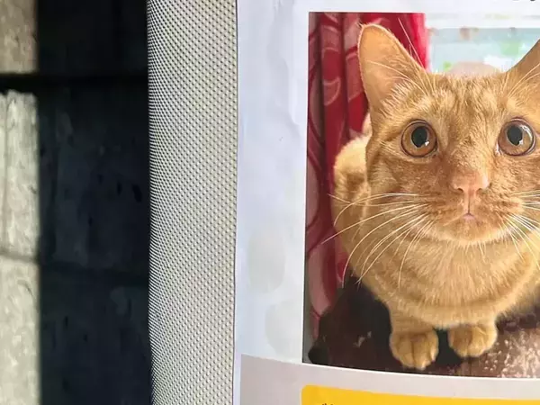「探し猫」かと思いきや…　貼り紙の『大きな文字』に「こんなの泣いちゃう」「心が温まった」