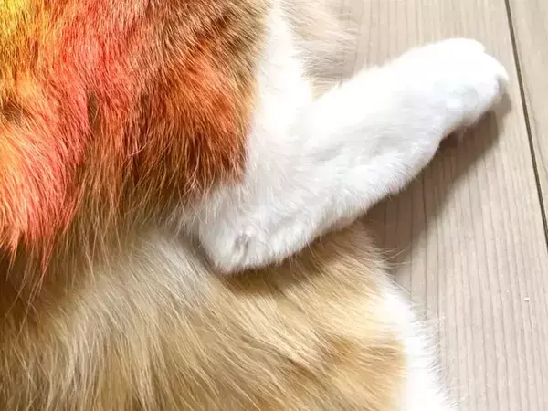 まるで『激レアカード』な猫　窓際での1枚に「ご利益ありそう」「拝んだ」