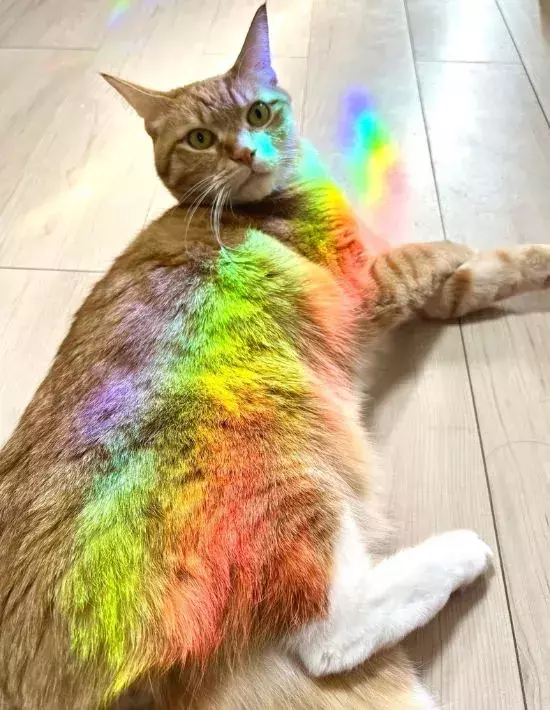 まるで『激レアカード』な猫　窓際での1枚に「ご利益ありそう」「拝んだ」