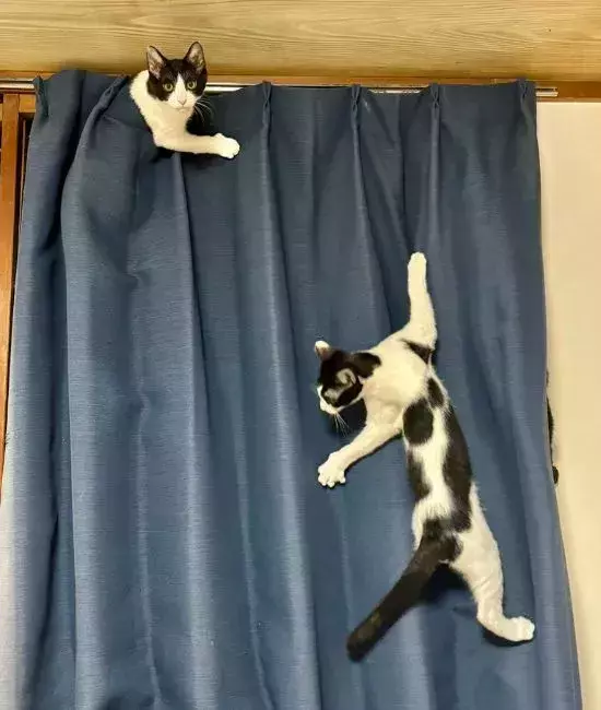 思わず悲鳴を上げた『猫たち』の遊び場　まさかの光景に「あるある」「笑った」