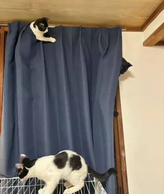 思わず悲鳴を上げた『猫たち』の遊び場　まさかの光景に「あるある」「笑った」
