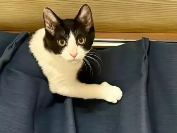 思わず悲鳴を上げた『猫たち』の遊び場　まさかの光景に「あるある」「笑った」