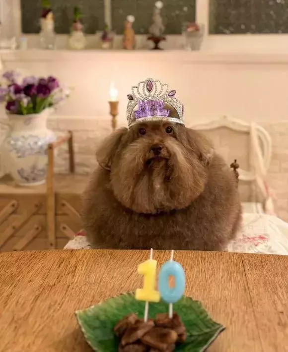 7万人が驚いた『10歳のプードル』　あまりの風格に「ゲームにいそう」「賢者かな」