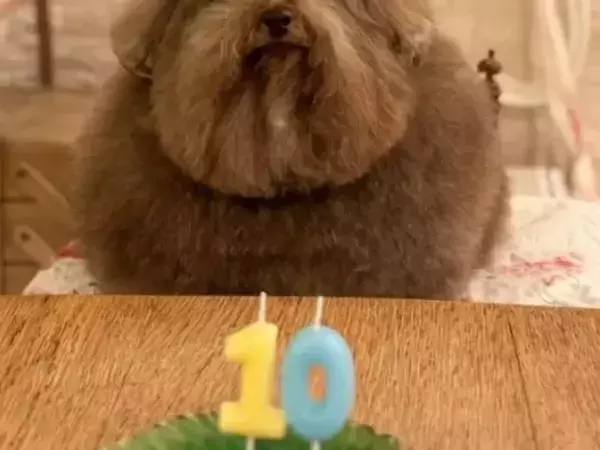 7万人が驚いた『10歳のプードル』　あまりの風格に「ゲームにいそう」「賢者かな」