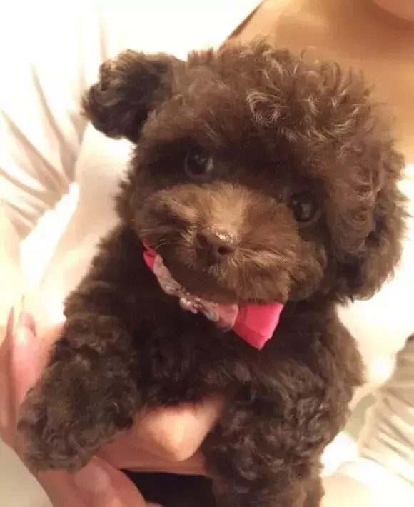 7万人が驚いた『10歳のプードル』　あまりの風格に「ゲームにいそう」「賢者かな」