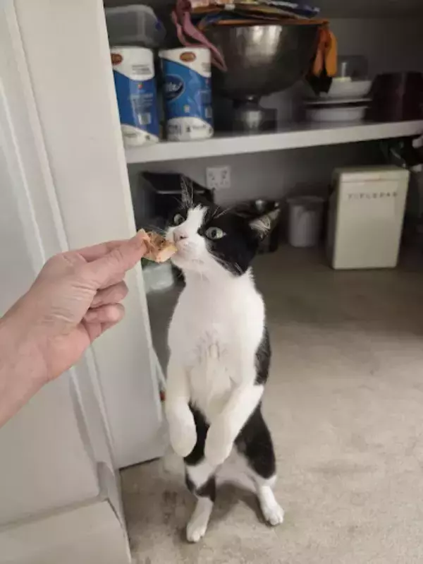 「これぞ至福の顔」　スモークサーモンを食べる猫の『表情』を連写したら？