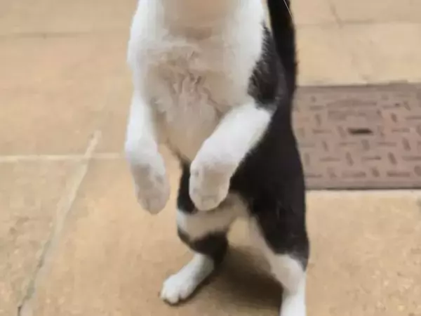 「これぞ至福の顔」　スモークサーモンを食べる猫の『表情』を連写したら？