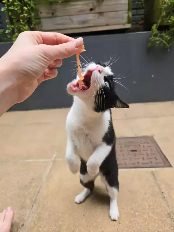 「これぞ至福の顔」　スモークサーモンを食べる猫の『表情』を連写したら？