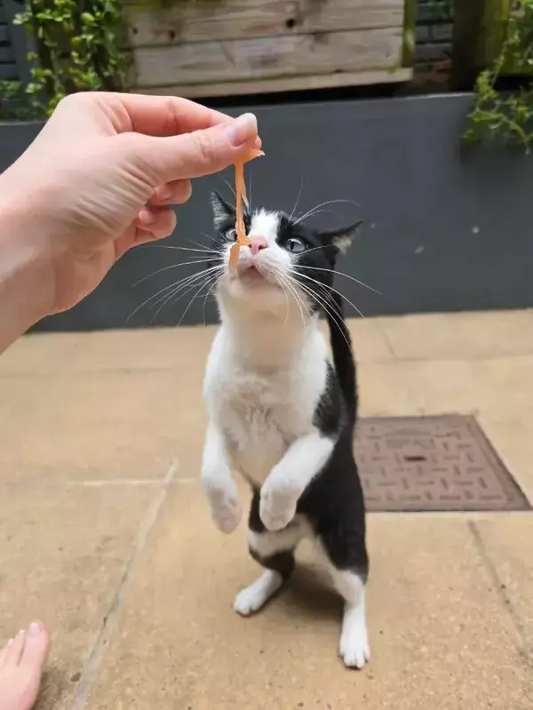 「これぞ至福の顔」　スモークサーモンを食べる猫の『表情』を連写したら？