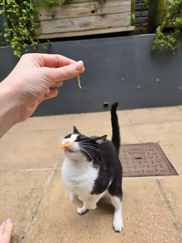 「これぞ至福の顔」　スモークサーモンを食べる猫の『表情』を連写したら？