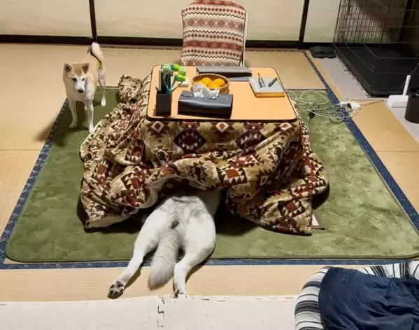 同居犬を見つめる柴犬の冷めた視線　コタツにいたのは…「大笑いした」「今日も平和だな」