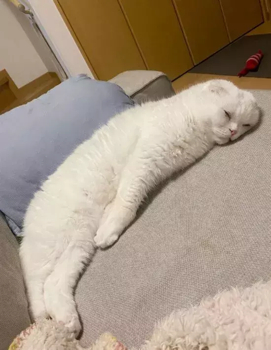 ソファで眠る白い猫のフォルムが？　まさかの寝姿に「声出して笑った」「醤油をかけたい」
