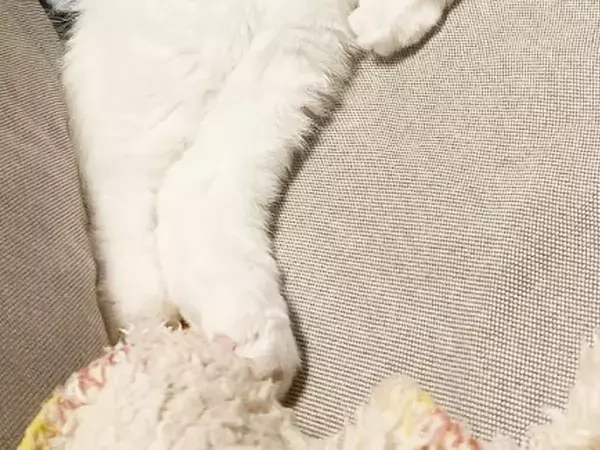 ソファで眠る白い猫のフォルムが？　まさかの寝姿に「声出して笑った」「醤油をかけたい」