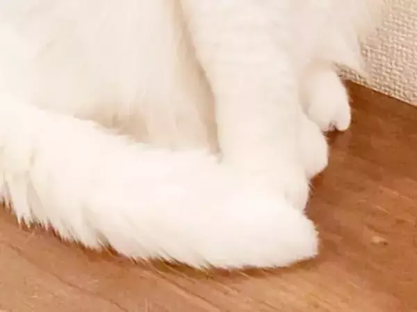 何気なく撮った『白猫』のあくび　見返してみると「口から火出そう」「ごめん吹いた」