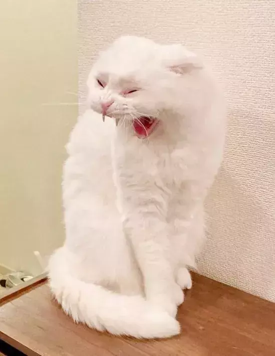 何気なく撮った『白猫』のあくび　見返してみると「口から火出そう」「ごめん吹いた」
