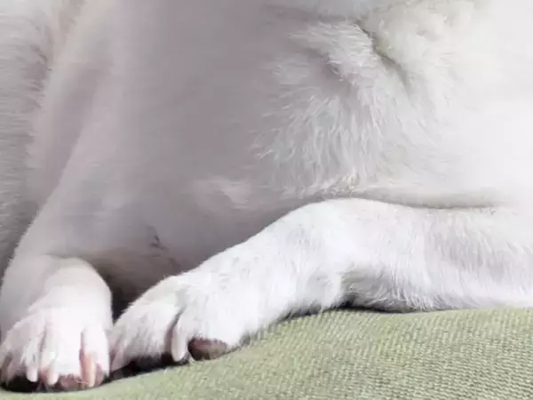 『もののけ姫』すぎる白柴犬　「黙れ小僧」と聞こえてきそうな姿に「完全にモロ」「俳優にいそう」