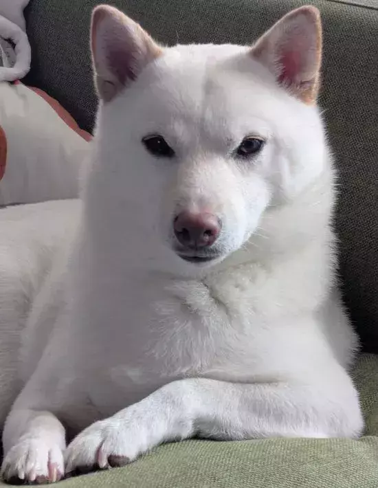 『もののけ姫』すぎる白柴犬　「黙れ小僧」と聞こえてきそうな姿に「完全にモロ」「俳優にいそう」