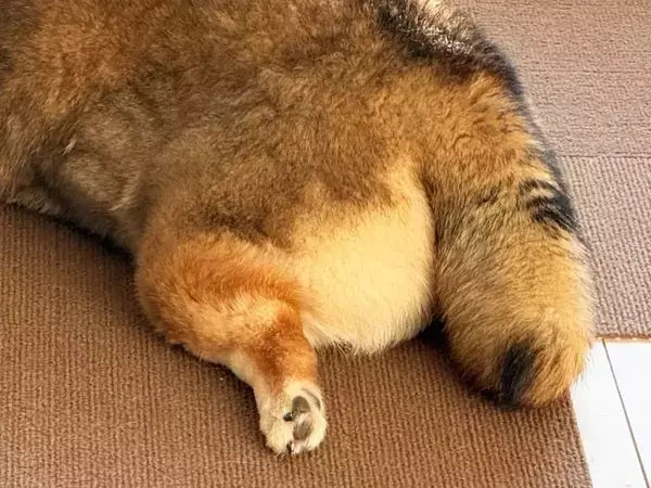 飼い主「柴犬です」　信じがたい寝姿に「クロワッサンみたい」「どう見てもタヌキ」