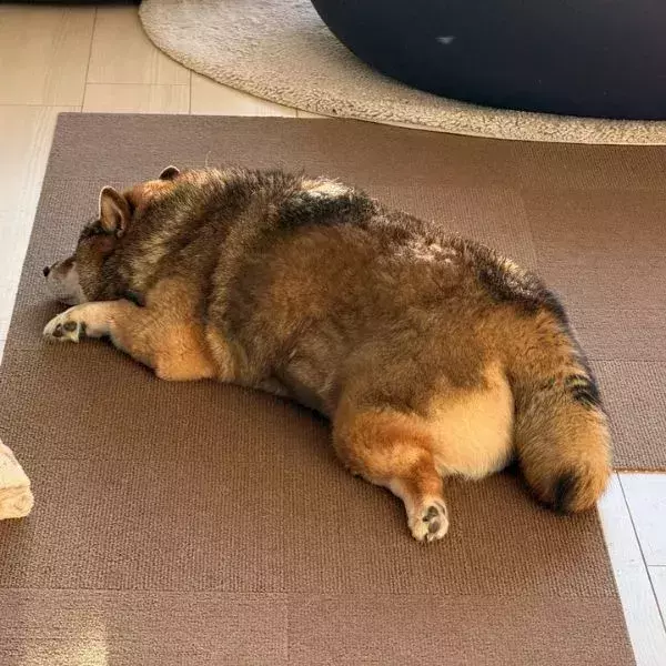 飼い主「柴犬です」　信じがたい寝姿に「クロワッサンみたい」「どう見てもタヌキ」