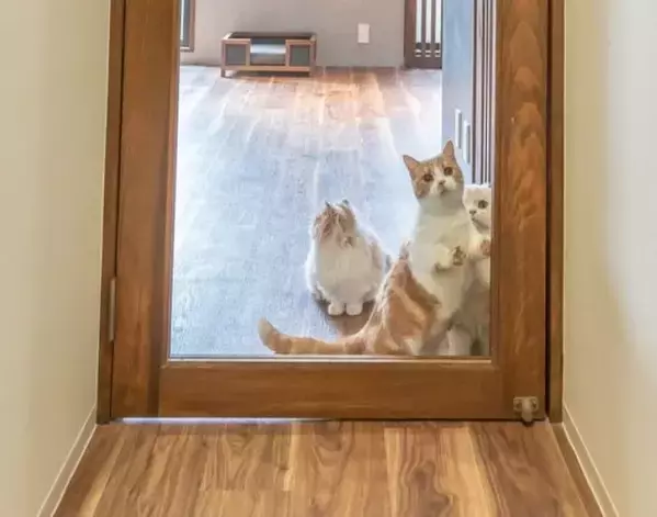 見えるのに行けない猫たち　透明な扉との攻防戦に「理不尽でかわいい」「爆笑した」