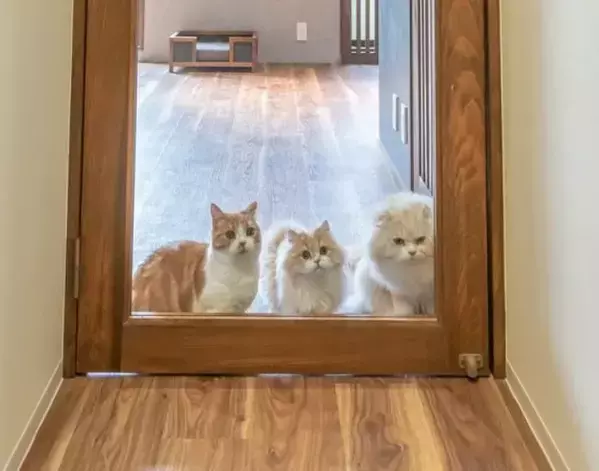 見えるのに行けない猫たち　透明な扉との攻防戦に「理不尽でかわいい」「爆笑した」
