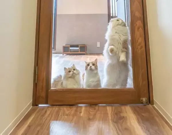 見えるのに行けない猫たち　透明な扉との攻防戦に「理不尽でかわいい」「爆笑した」